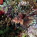 lionfish_common_nus_h_0705_png1716.jpg